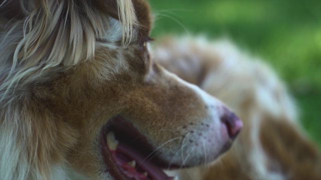 一个快乐的狗在缓慢喘息的极端特写视频素材