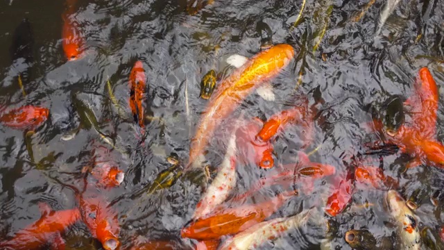 锦鲤，花式鲤鱼，在池塘里游泳视频素材