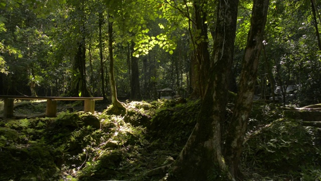 温暖的阳光穿过热带雨林的树木。丛林中夏日清晨的宁静。视频下载