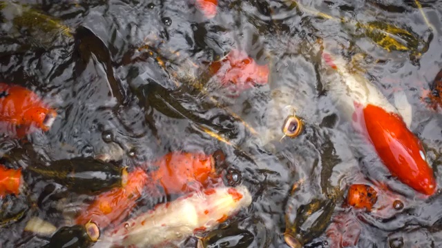 锦鲤，花式鲤鱼，在池塘里游泳视频素材