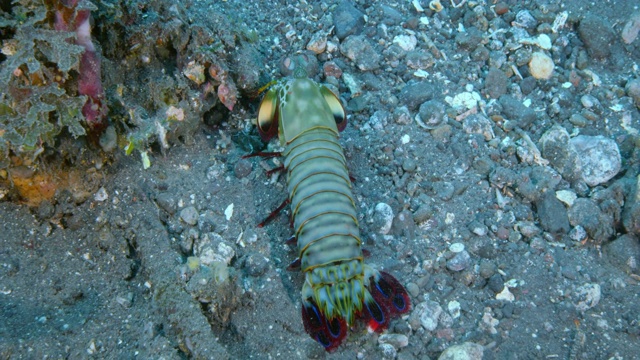 孔雀螳螂虾在做快速检查。视频素材