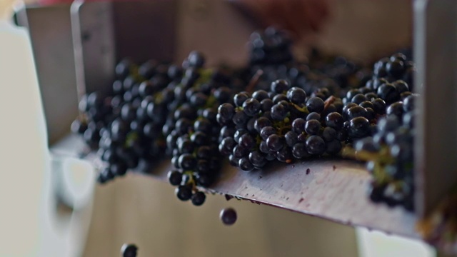 葡萄采收用于酿酒视频下载