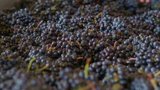 葡萄采收用于酿酒视频素材