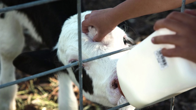 小牛喝牛奶和被划伤-慢镜头视频下载