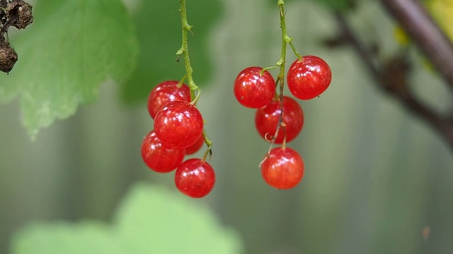 花园里有新鲜的红醋栗浆果。灌木上红醋栗多汁的成熟浆果。视频素材
