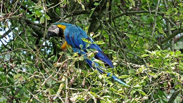蓝黄相间的金刚鹦鹉，阿拉阿拉劳那是南美的一种大型鹦鹉视频素材