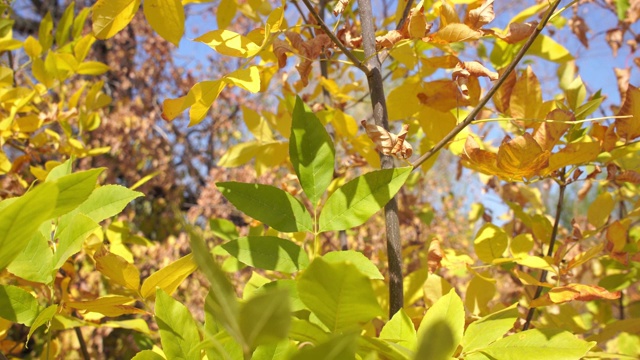 秋天树枝上黄绿的叶子。秋天的树视频素材