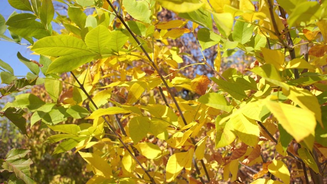 秋天树枝上黄绿的叶子。秋天的树视频素材