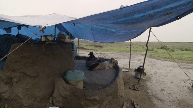 绵羊在防水油布下休息，印度。视频下载