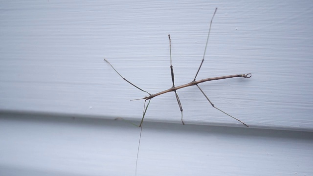 一只拄着拐杖的昆虫在房子的侧壁上行走- V3视频下载