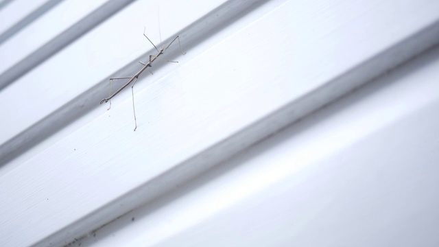 一只拄着拐杖的昆虫在房屋的侧壁上行走视频素材