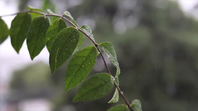 慢动作近距离锁定的雨滴落在树叶上的镜头视频素材