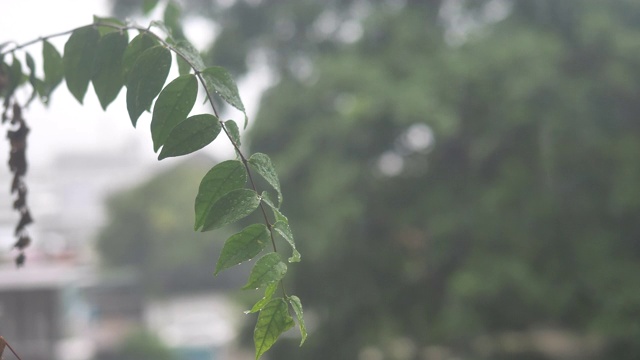 慢动作近距离锁定的雨滴落在树叶上的镜头视频素材