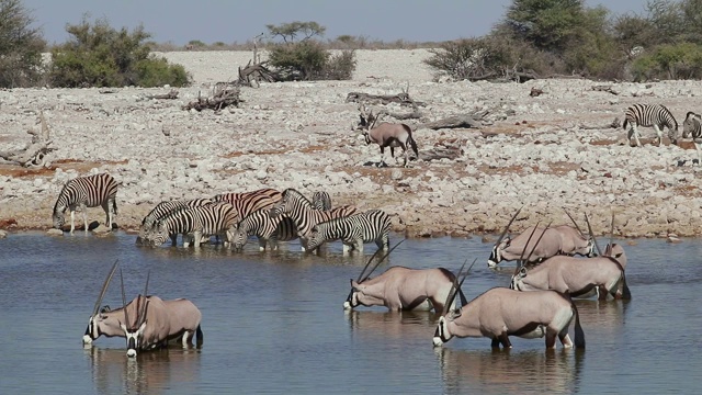 大羚羊和平原斑马饮水，埃托沙国家公园，纳米比亚视频素材