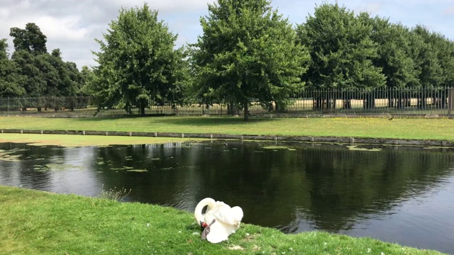 天鹅在公园的湖边视频素材