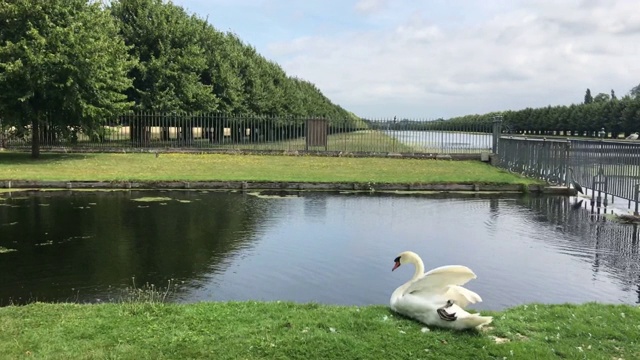 天鹅在公园的湖边视频素材