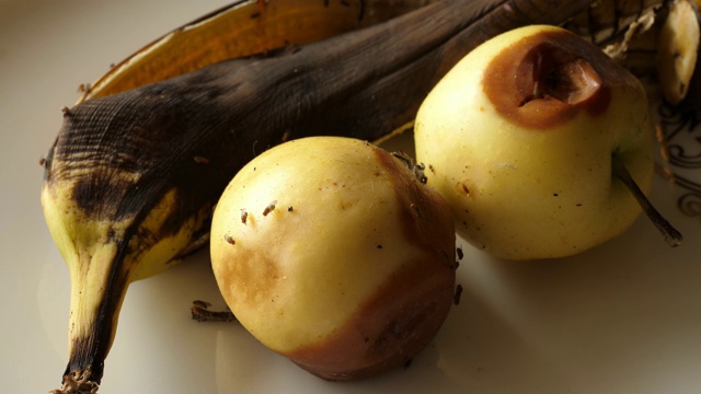 在腐烂的水果上行走的果蝇香蕉苹果果蝇黑腹果蝇视频素材