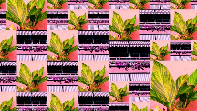 动画幻灯片展示设计。混合自然照片。植物粉红时尚的概念。加那利岛视频下载
