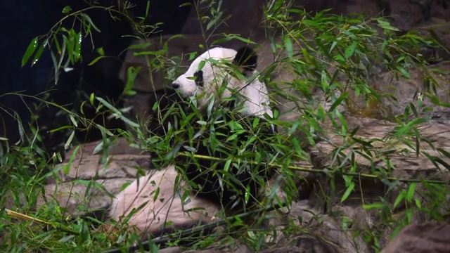 大熊猫吃竹子。视频下载