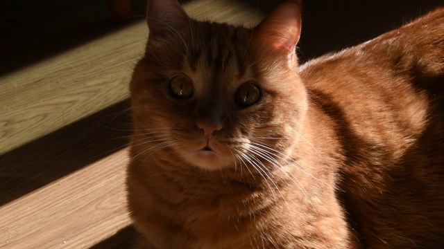 可爱的红猫肖像在明亮的阳光在木地板的背景视频素材