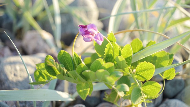 野豌豆的紫色小花视频素材