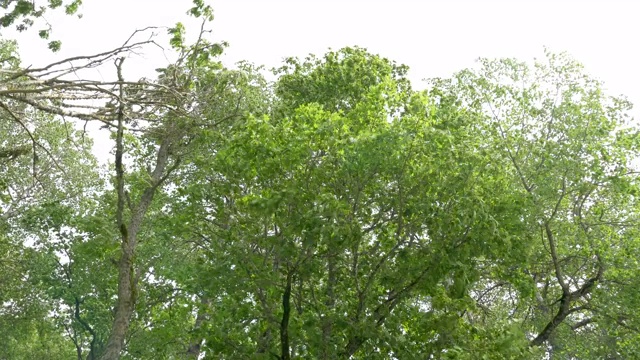 有风的一天，草坪上有高大的树木视频素材