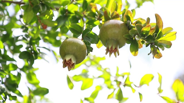 绿色的石榴(石榴)果实在树上成熟。视频下载
