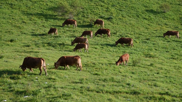 一群吃草的牛视频素材