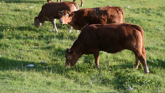 放牧的牛视频素材