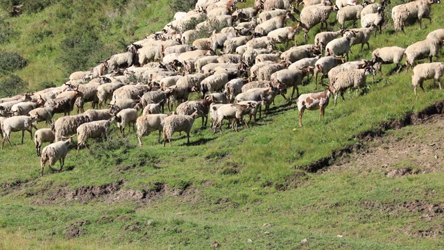 一群羊在草原上散步视频购买