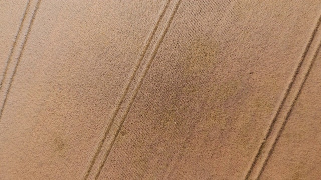 无人机在麦田上空飞行视频素材
