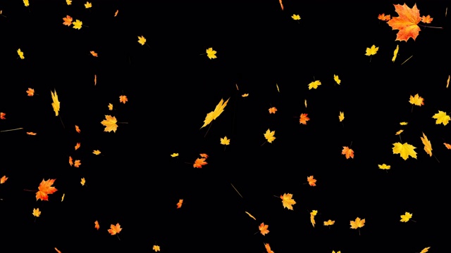 枫叶落在黑色的秋叶上。视频素材