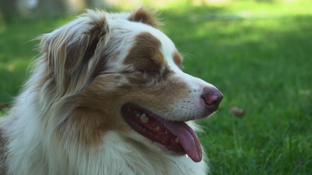 一只快乐的喘气的狗，在缓慢的动作热视频素材