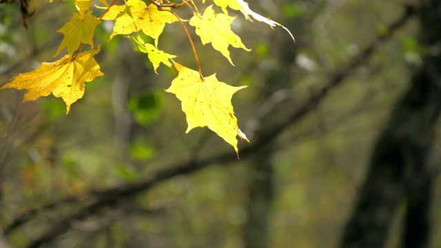 秋天树叶变了颜色视频素材