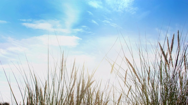 海鸥在蓝天和长滩草地上飞翔。视频素材