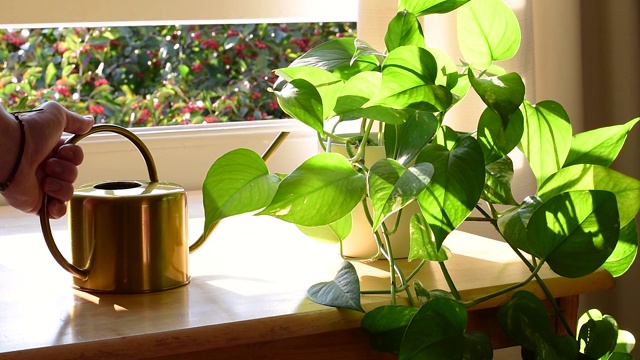 在漂亮的新公寓或公寓里给室内室内植物浇水。视频下载