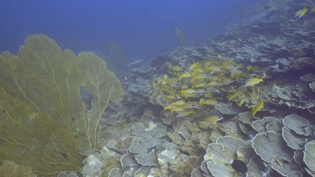 珊瑚礁底部的马尔代夫硬珊瑚视频素材