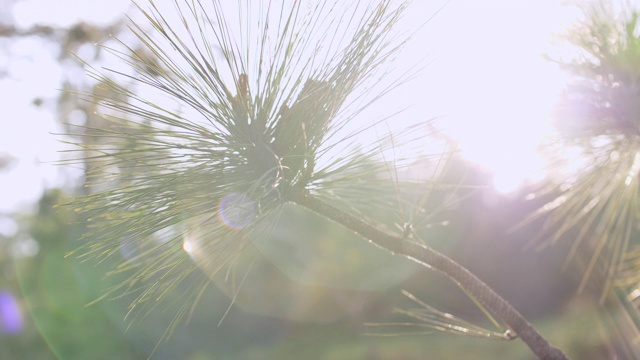 特写松树与阳光和耀斑视频素材