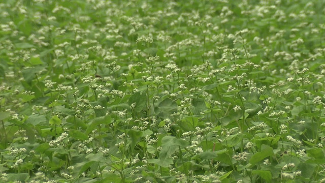 盛开的荞麦田，日本福岛视频下载