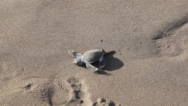 大西洋里德利海龟在日出时穿过海滩。新生的小海龟第一次走向大海。海龟养殖场位于沙滩自然保护区。视频素材