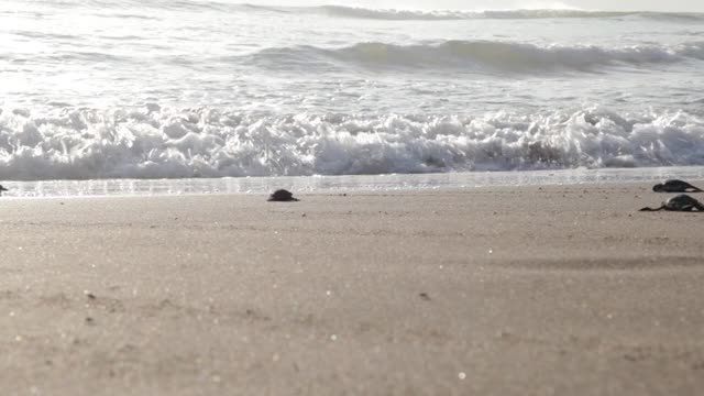 大西洋里德利海龟在日出时穿过海滩。新生的小海龟第一次走向大海。海龟养殖场位于沙滩自然保护区。视频下载