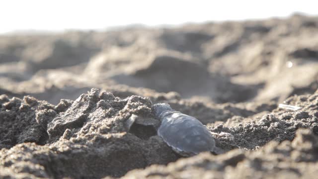 大西洋里德利海龟在日出时穿过海滩。新生的小海龟第一次走向大海。海龟养殖场位于沙滩自然保护区。视频素材