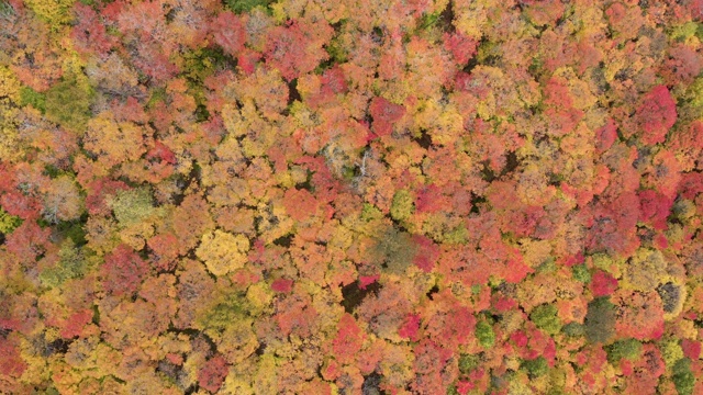 4K空中视频秋天的颜色劳伦山脉森林在秋天的季节，魁北克，加拿大视频素材