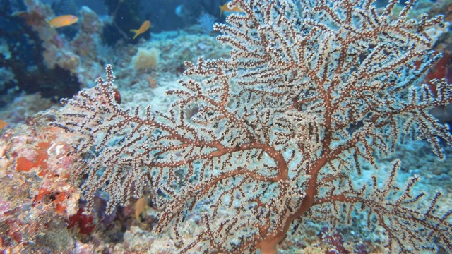 马尔代夫珊瑚礁底部的彩色珊瑚视频素材