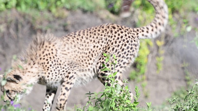 坦桑尼亚，猎豹试图捕猎视频素材