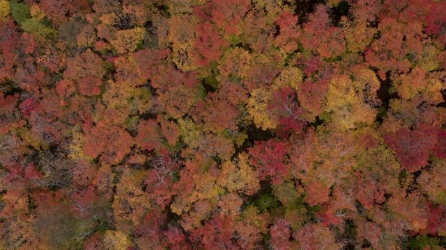 4K空中视频秋天的颜色劳伦山脉森林在秋天的季节，魁北克，加拿大视频素材