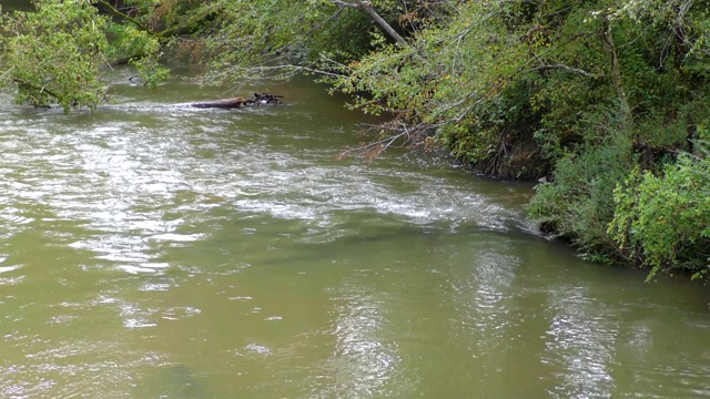 佐治亚州查斯泰河:缩小了查斯泰河的水流视频素材