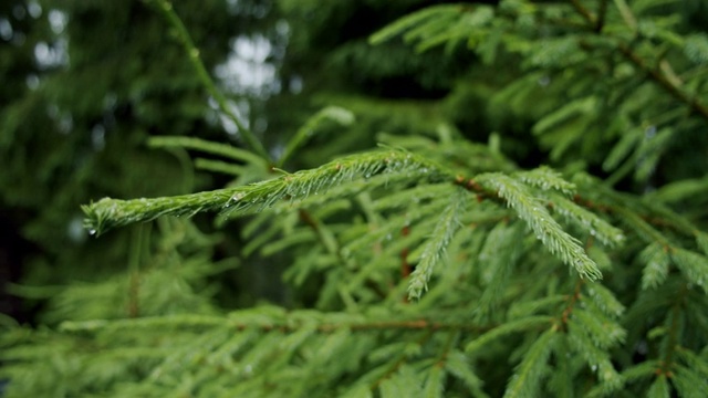 雨中苍翠的松树林透过树林可见。缓慢的运动。近距离视频素材