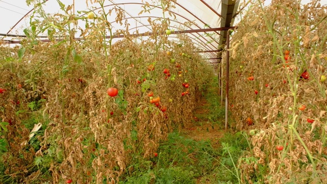 由于错误的农业方法，温室里种植的番茄开始变干。温室视频素材