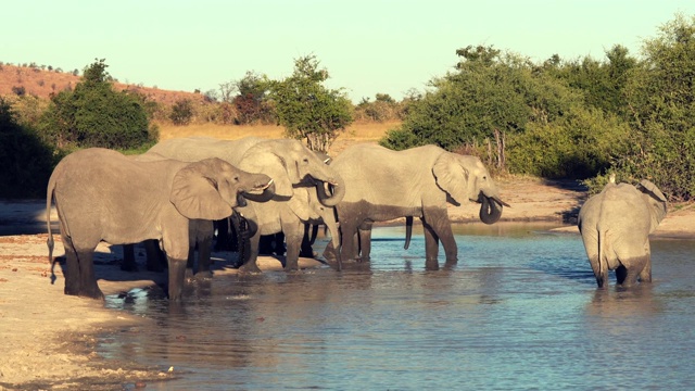 可以看到一群大象从一个天然的水坑里饮水视频素材